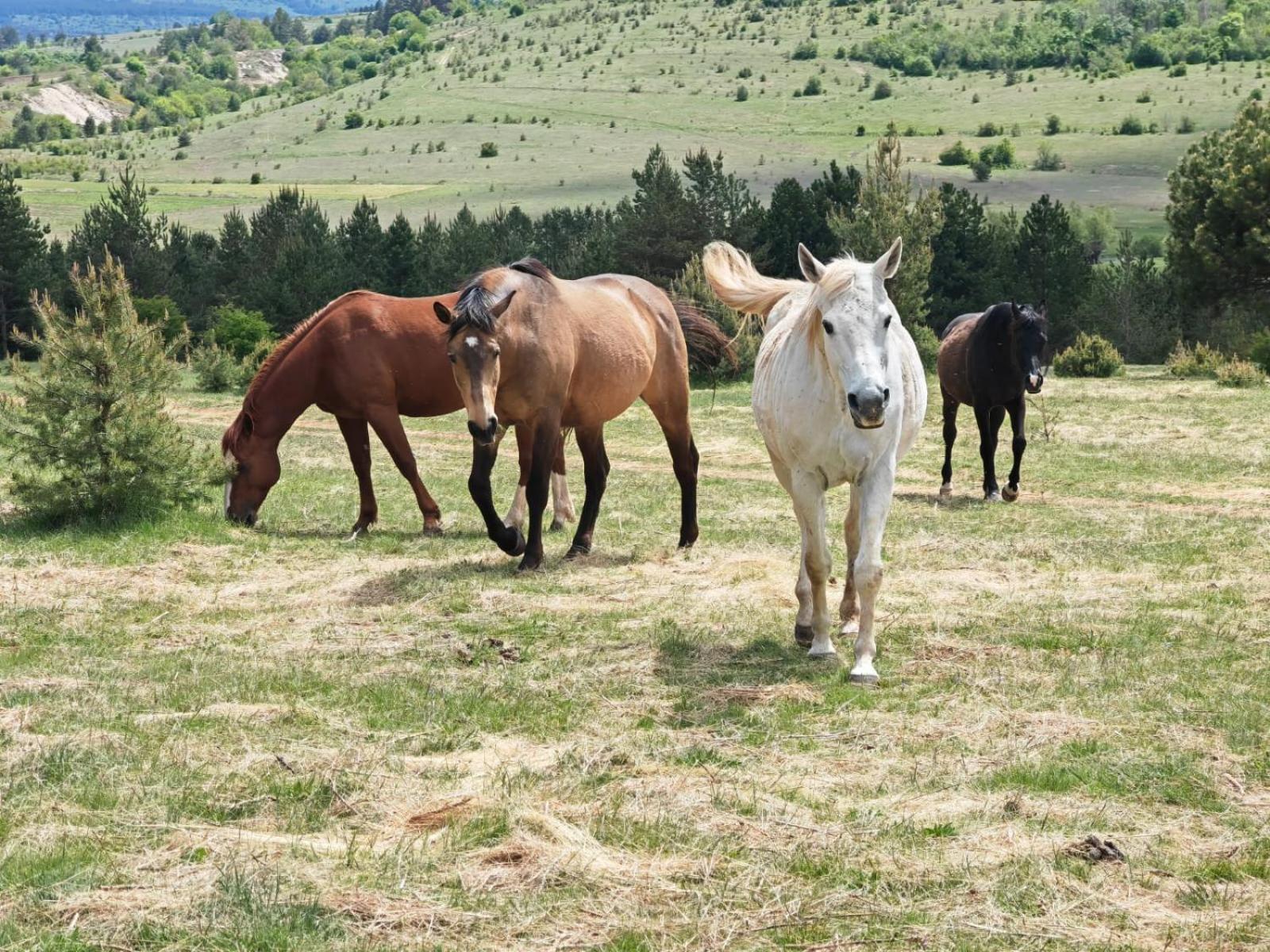 Ranc Crna Stina Vila Livno Exterior foto